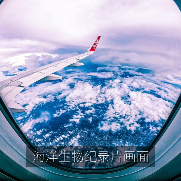 海洋生物纪录片画面